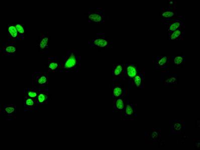 Di-methyl-HIST1H3A (R17) Antibody