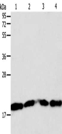 DIABLO Antibody