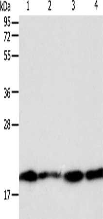 DIABLO antibody