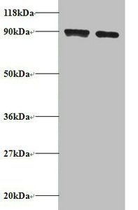 SAT1 Antibody