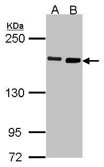 DIAPH1 antibody [N1N2], N-term
