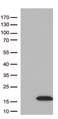 DBI Antibody