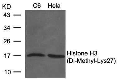 Di-Methyl-Histone H3 (Lys27) Antibody