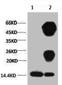Di-methyl-Histone H3(K27) antibody