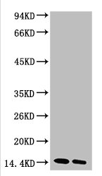 Di-methyl-Histone H3(K27) Monoclonal Antibody