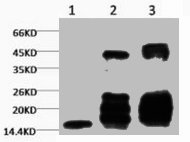 Di-methyl-Histone H3(K27) Monoclonal Antibody