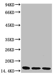 Di-methyl-Histone H3(K36) Monoclonal Antibody