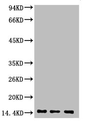 Di-methyl-Histone H3(K9) Monoclonal Antibody