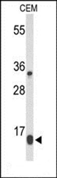 DIRAS1 antibody