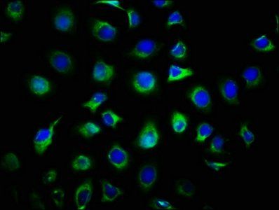 DIRAS1 Antibody
