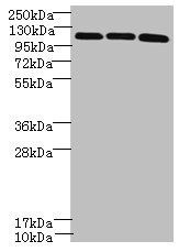 DIS3L Antibody
