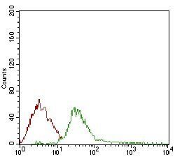 DIS3L2 Antibody