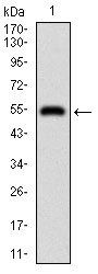 DIS3L2 Antibody