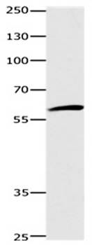 DISC1 Antibody