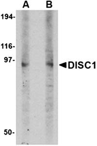DISC1 Rabbit Polyclonal Antibody