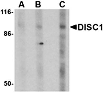 DISC1 Antibody