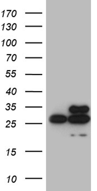 DVL2 Antibody