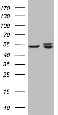 DVL2 Antibody