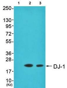 DJ-1 Antibody