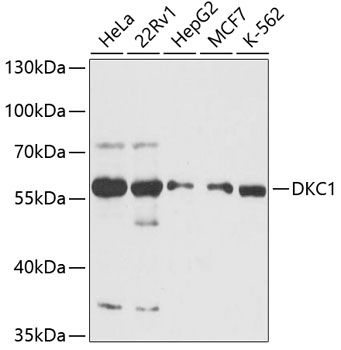 DKC1 antibody