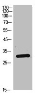 DKK1 Antibody