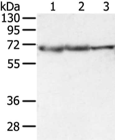 DLAT Antibody