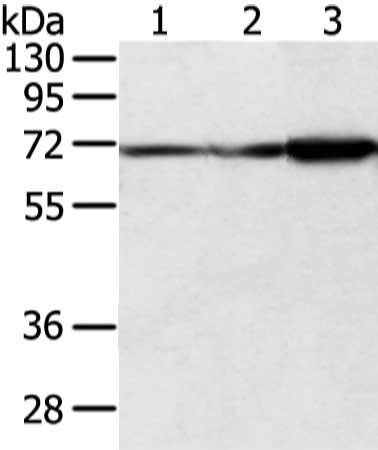 DLAT antibody