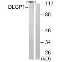 DLGAP1 antibody