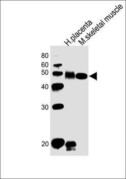 DLK1 antibody
