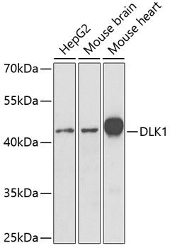 DLK1 antibody