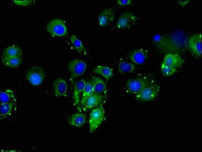 DLL4 antibody