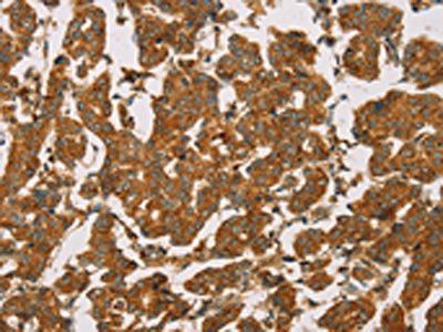 DLL4 Antibody