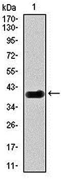 DLL4 Antibody