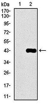 DLL4 Antibody