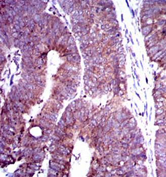 DLL4 Antibody