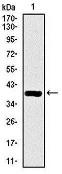 DLL4 Antibody