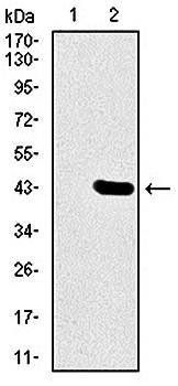 DLL4 Antibody