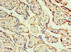 DLX3 Antibody