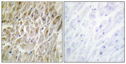 DLX3 Antibody