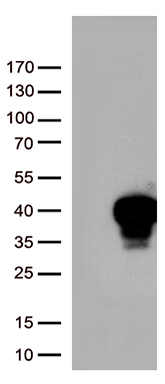 DLX4 Antibody