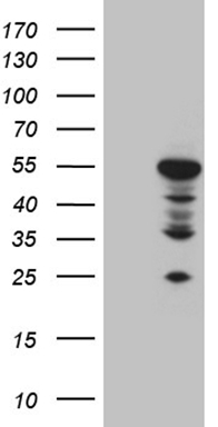 DLX4 Antibody