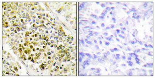 DLX5 Antibody