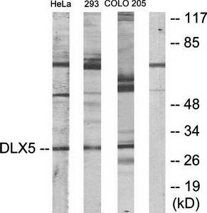 DLX5 Antibody