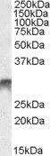 DLX5 Antibody