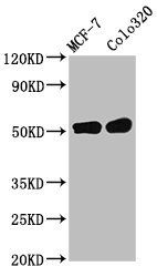 DMAP1 antibody