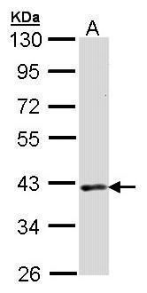 damage specific DNA binding protein 1 Antibody