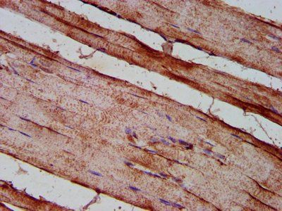 DMD Antibody