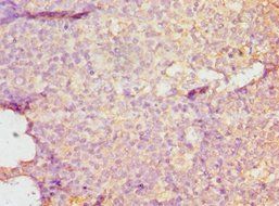 DMP1 Antibody