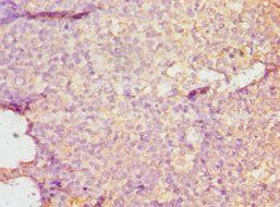 DMP1 antibody