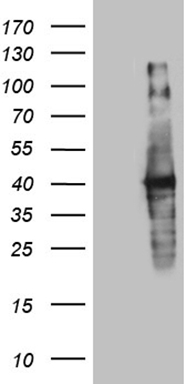 DMRT1 Antibody
